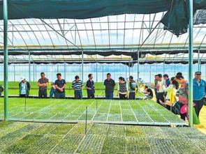 设施育苗提质效 小菊朵朵树文章——峨山县全面推进除虫菊与禽苗产业协同发展