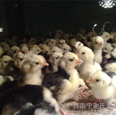 探访广西南宁贵妃鸡苗批发 深度揭秘谢氏禽苗的高清品质细节