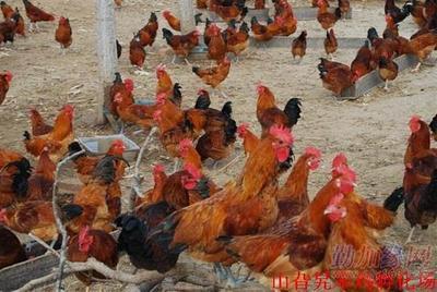 优质土鸡苗如何挑选？价格与厂家全攻略——山旮旯禽苗孵化专家解读