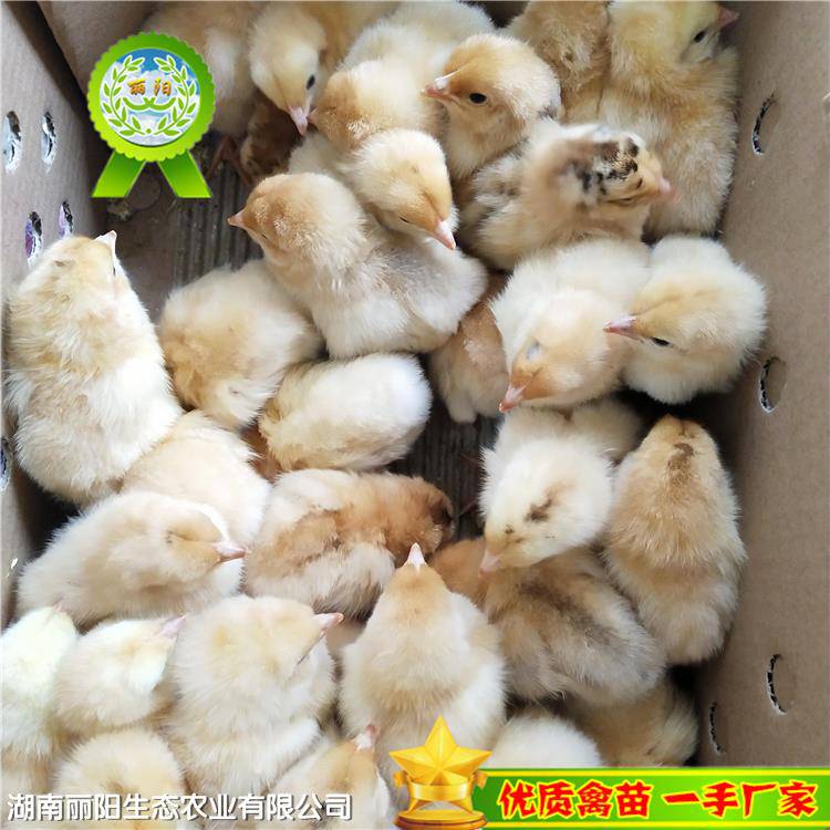 广东快大黄鸡苗 优质肉鸡苗批发的全面指南