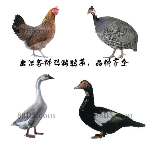 狮德禽业 优质鸡苗、鸭苗、鹅苗供应，立足成都辐射全国