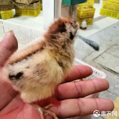 禽苗小店 从0到8个粉丝的温暖起点