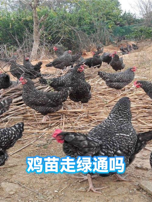 出壳72小时 鸡苗作为活禽幼体繁殖能力认定的关键时限探究