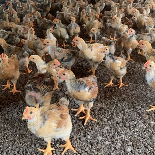 探索50-100克1日龄鸡苗的供应与市场 优质禽苗批发指南
