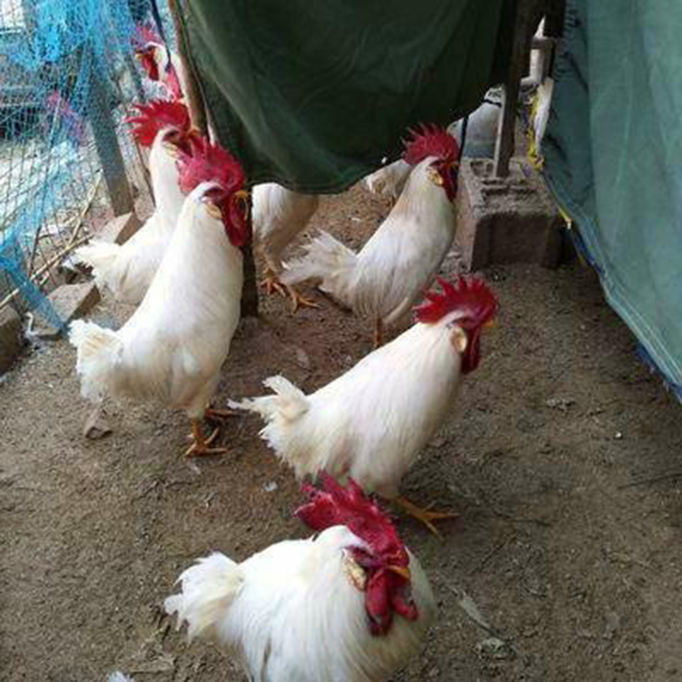 浙江丽水禽苗市场探析 聚焦蛋鸡苗批发的专业集散地